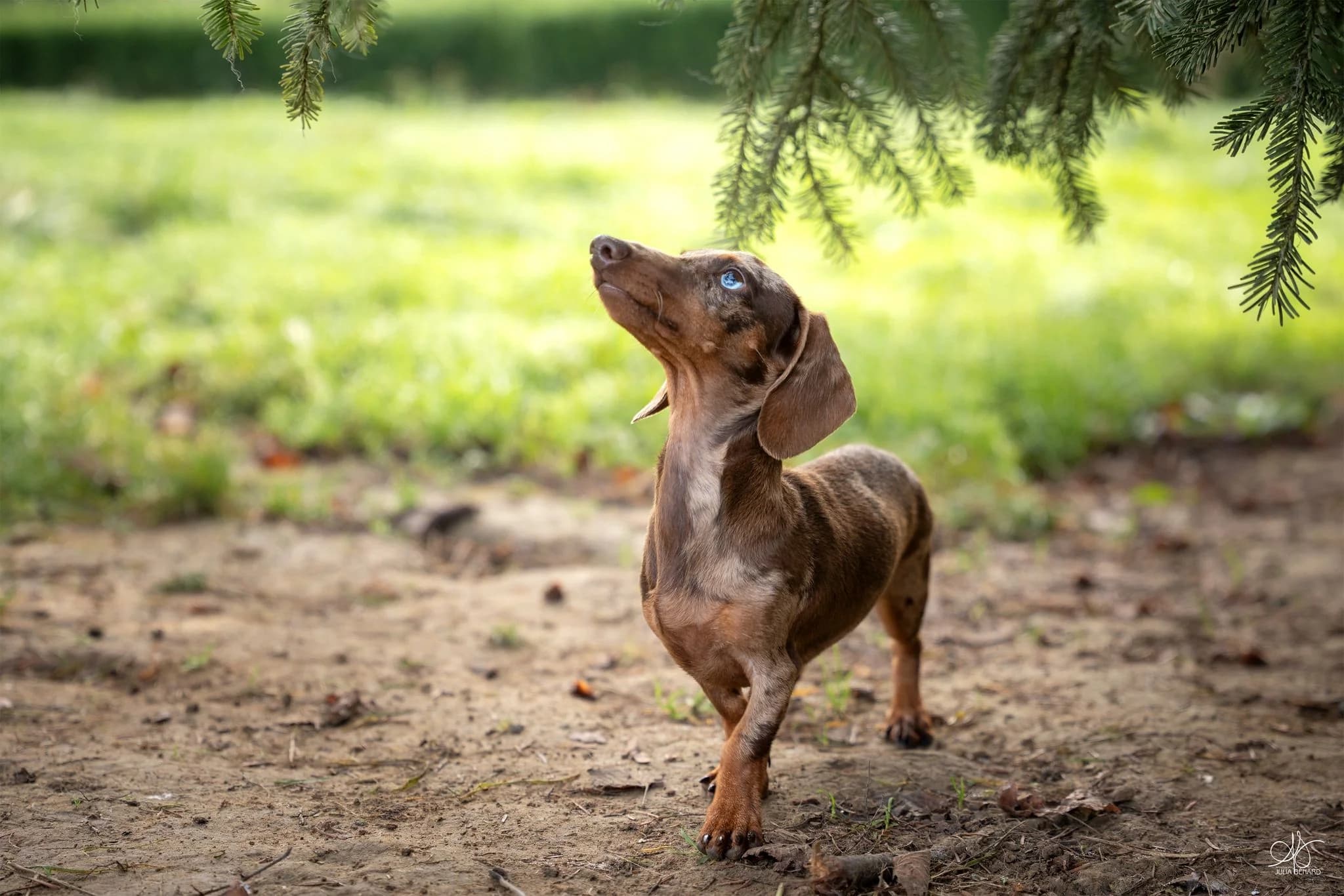Teckel regard expressif et attentif