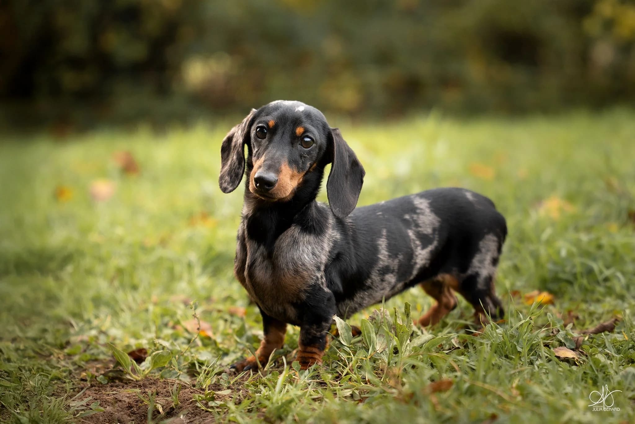 Teckel nain se déplaçant facilement en extérieur