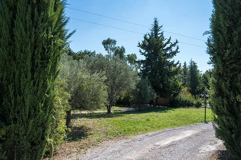 Chiots teckels dans le jardin