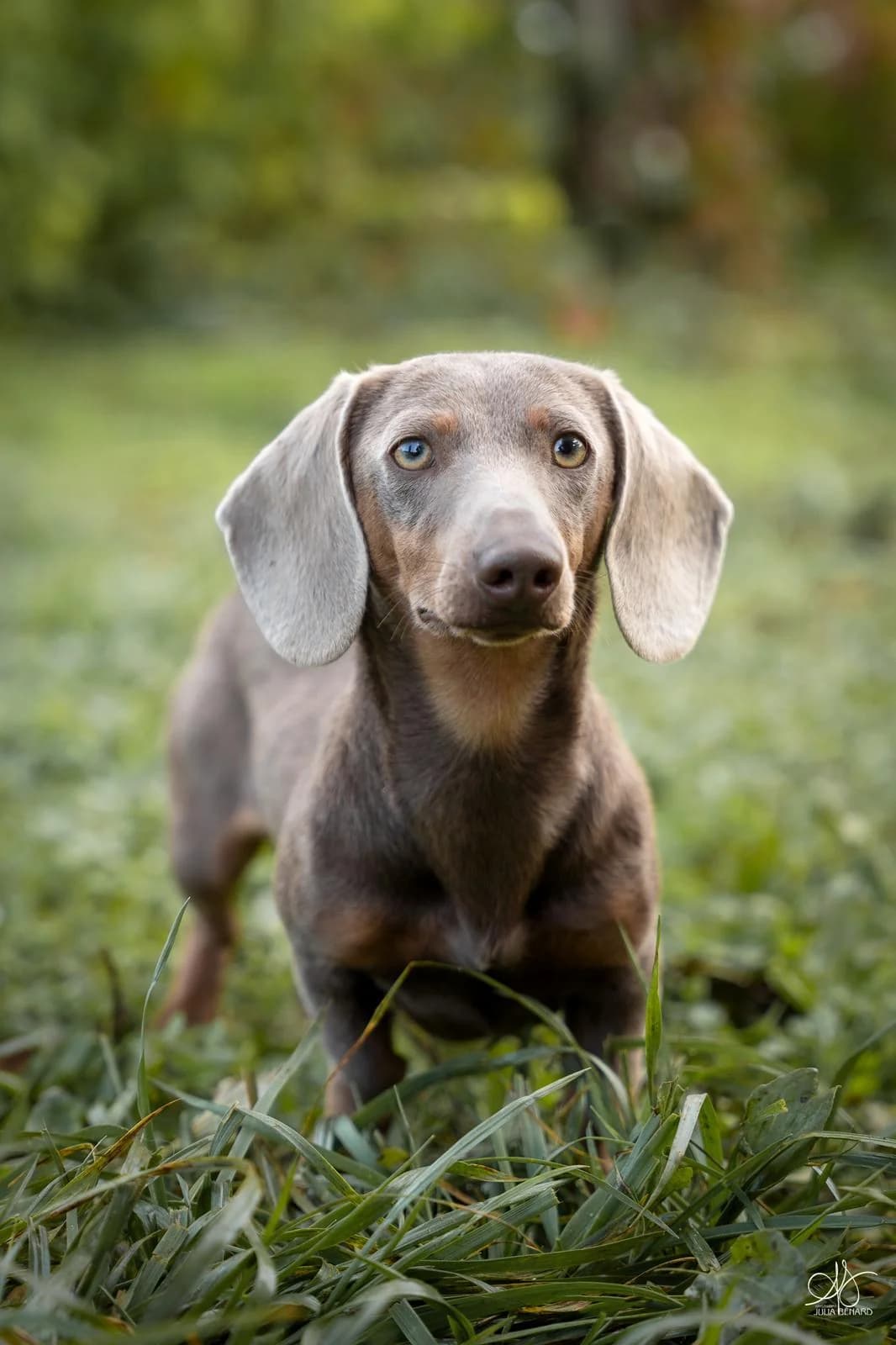 Teckel dans un arbre