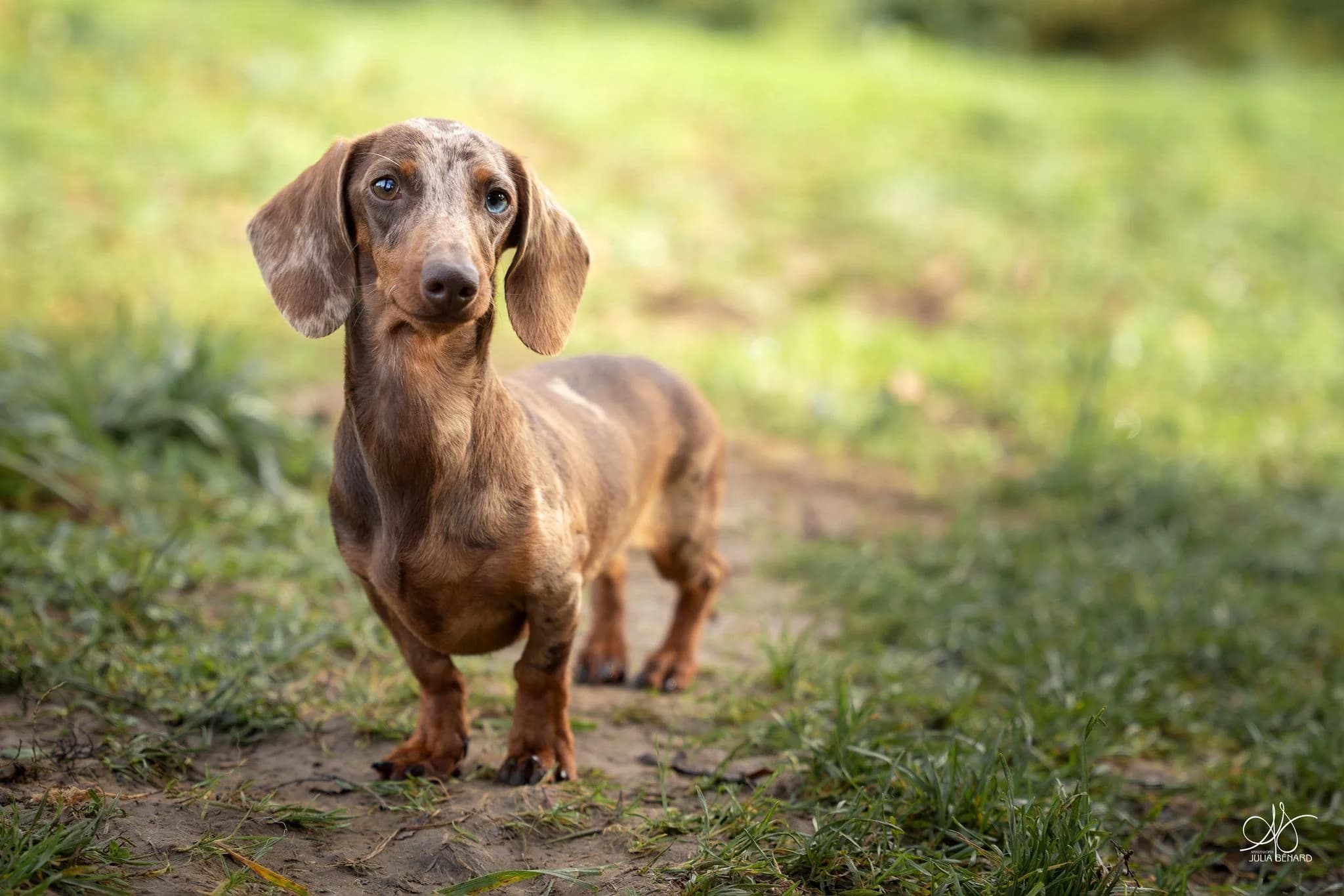 EXOTIC PEARL 'MILKY' - photo 1