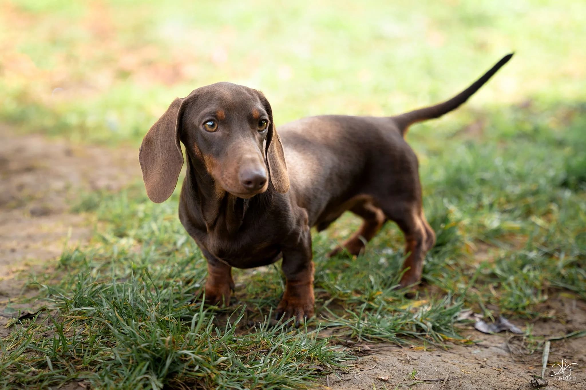 EXOTIC PEARL 'MILO' - photo 1