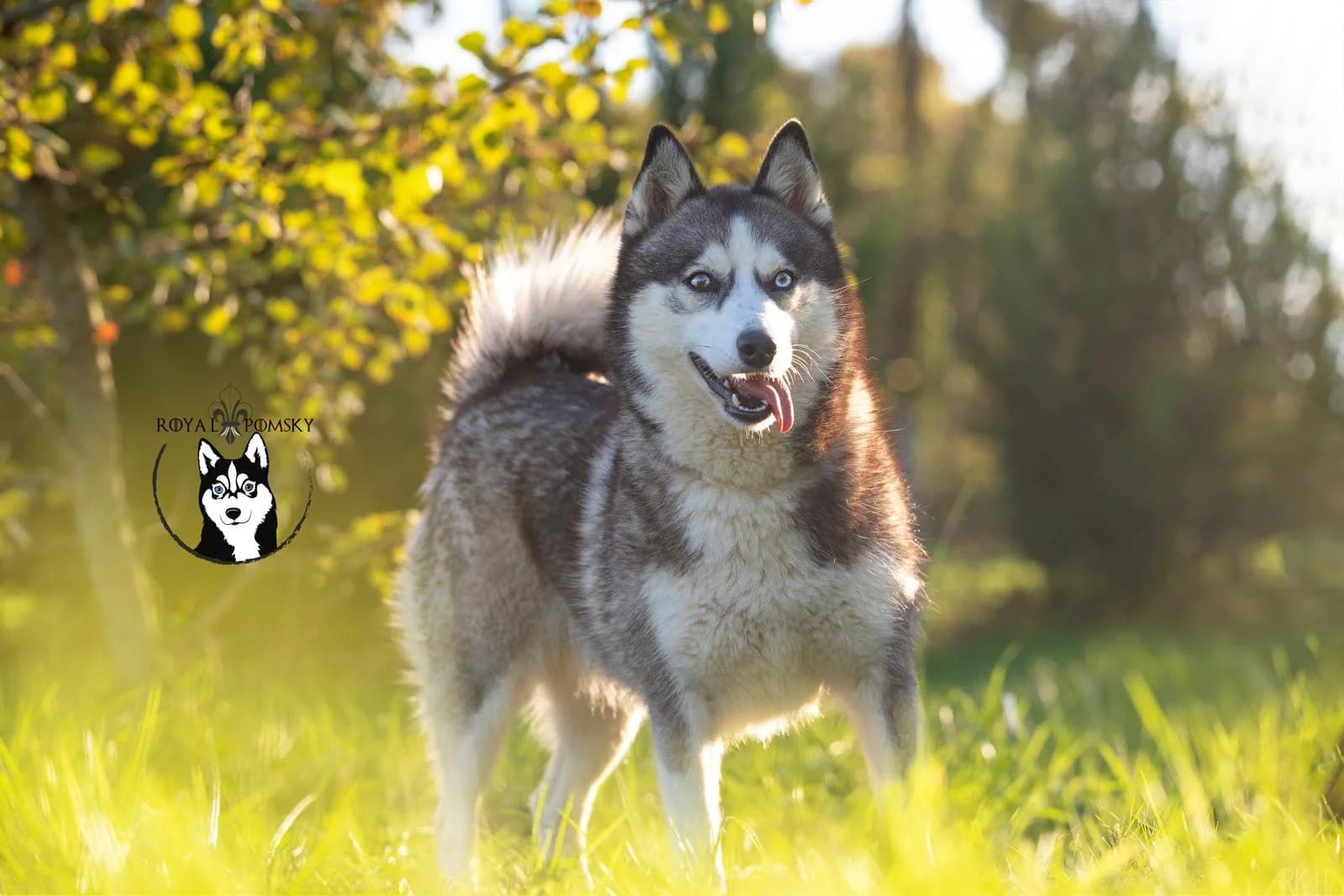 Photo d'Ava, fondatrice de l'élevage