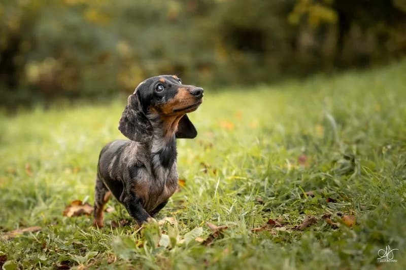 Elevage familial de teckels en Provence