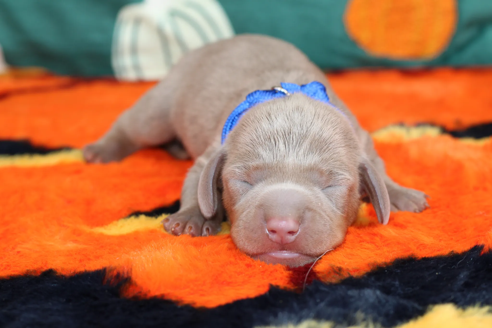 AZUR, chiot teckel de l'élevage Exotic Perle Teckel - photo 1